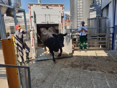 Obtenció de la Certificació de Benestar Animal